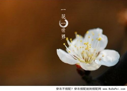 佛说：一花一世界