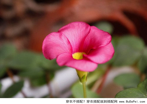 跟植物学色彩搭配
